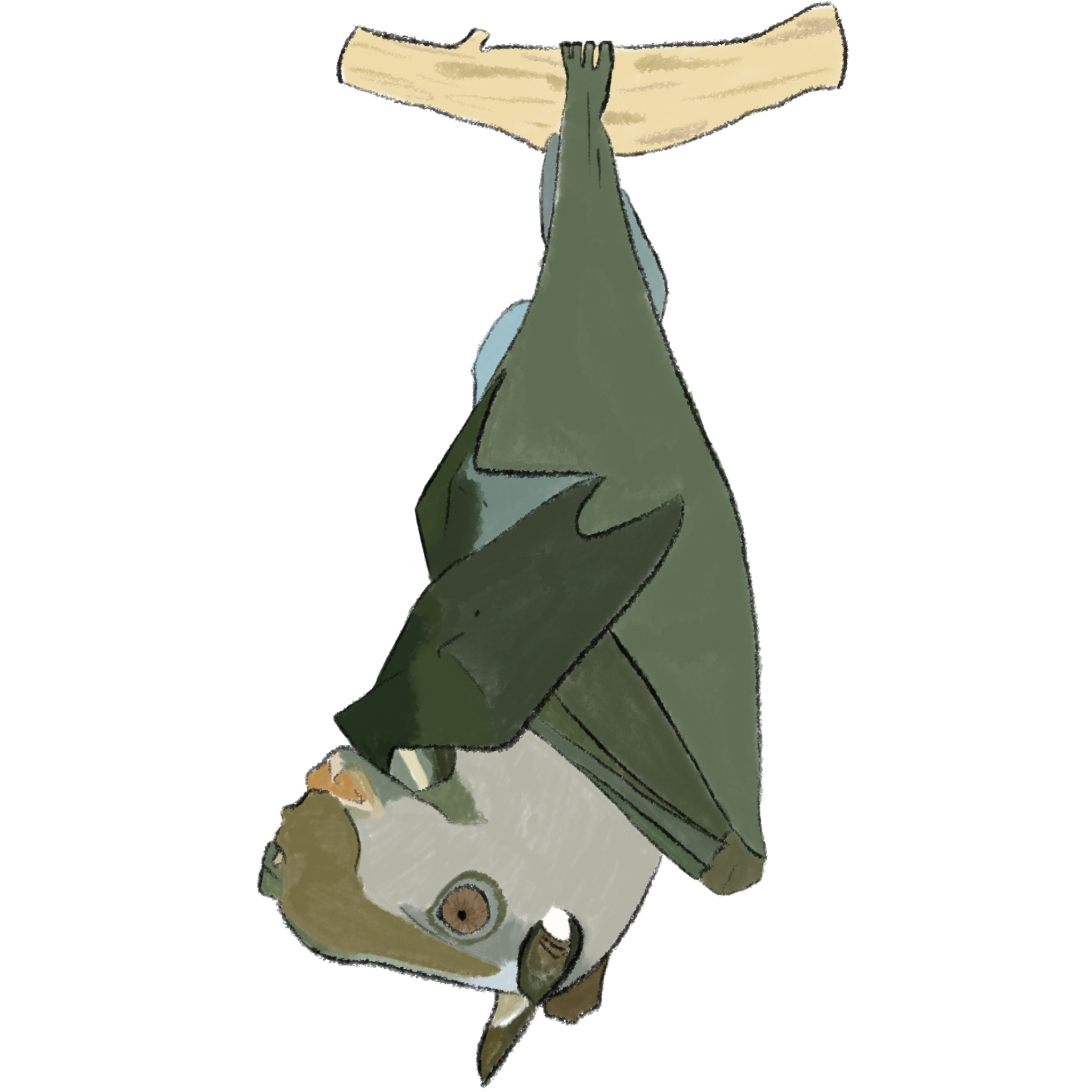 Hammer-headed fruit bat