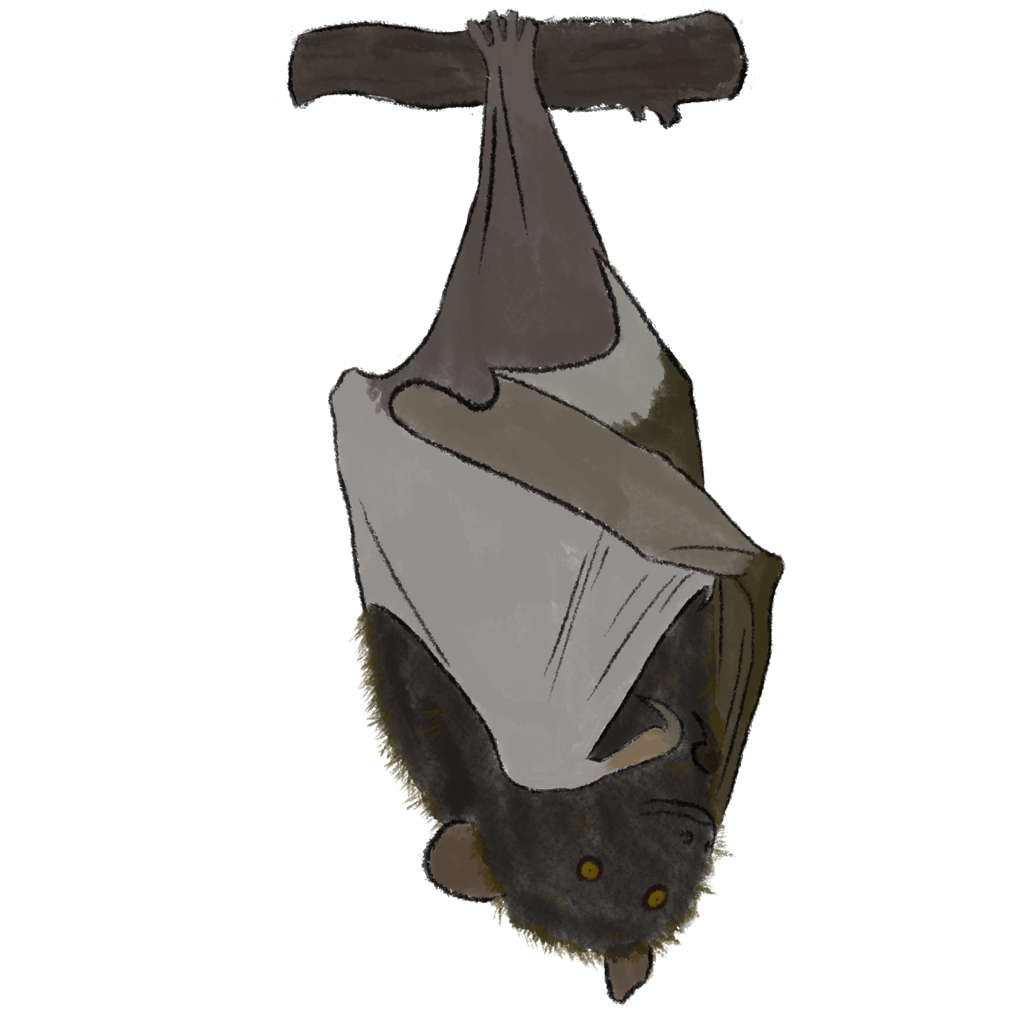 Livingstone's Fruit Bat