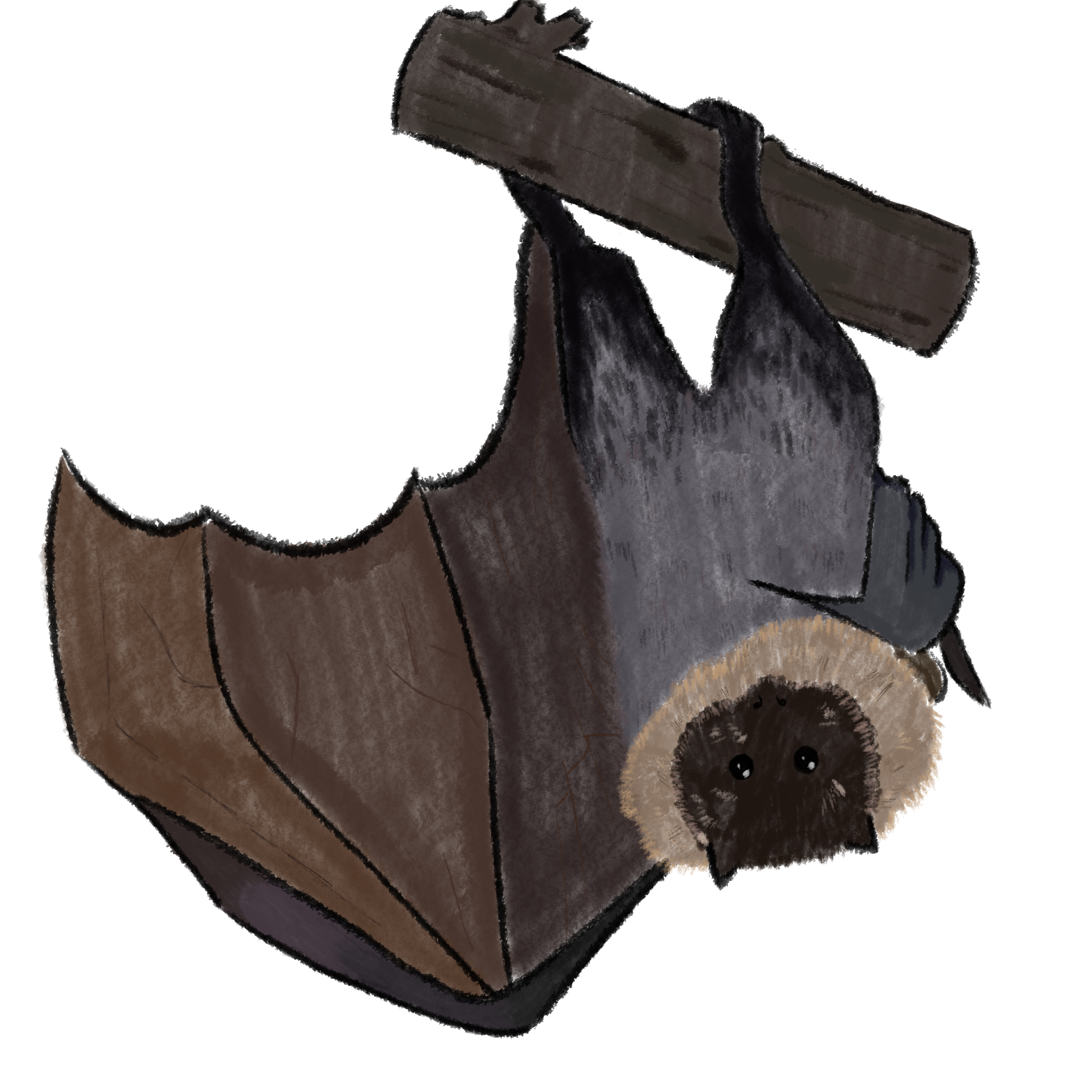 Rodrigues Fruit Bat