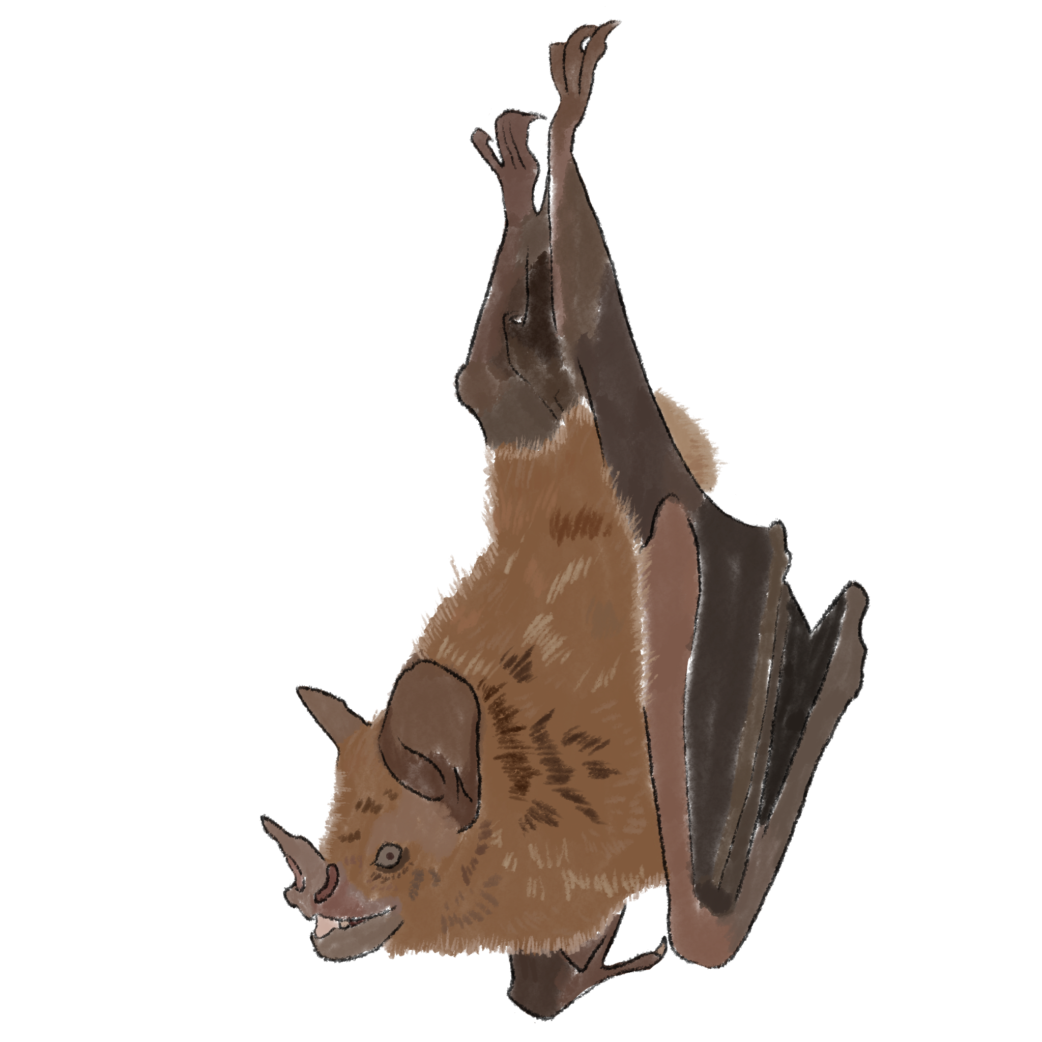 Seba's short-tailed bat